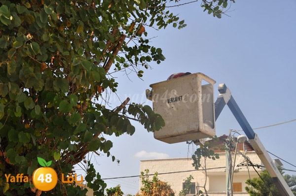 trees lud 1112 (26).JPG